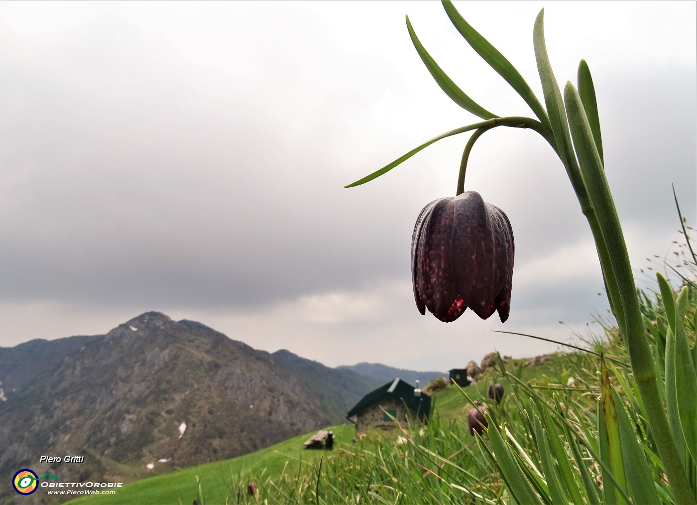 78 E reincontriamo le fritillarie  (Fritillaria meleagris) poco dopo la Baita Venturosa .JPG